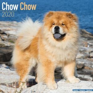 Chow Chow Calendar 2020