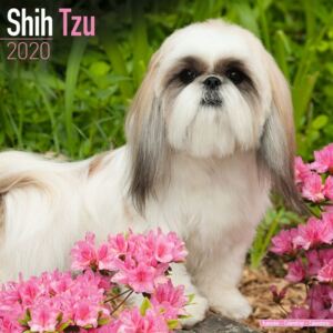 Shih Tzu Calendar 2020