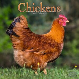 Chickens Calendar 2020