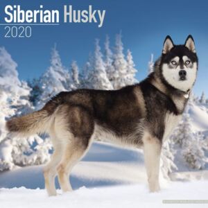 Siberian Husky Calendar 2020