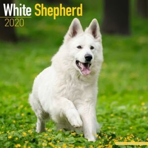 White Shepherd Calendar 2020