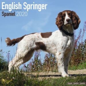 Eng Springer Spaniel Calendar 2020