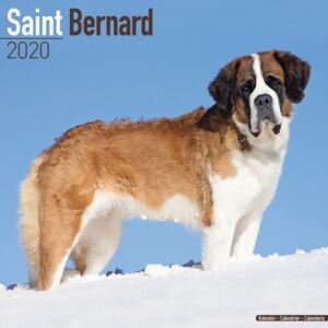St Bernard Calendar 2020