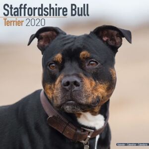 Staffordshire Bull Terrier Calendar 2020