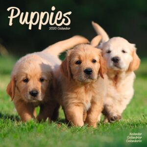 Puppies Calendar 2020