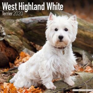 West Highland Terrier Calendar 2020