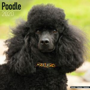 Poodle Calendar 2020