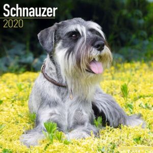 Schnauzer Calendar 2020