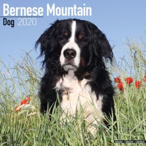 Bernese Mountain Dog Calendar 2020