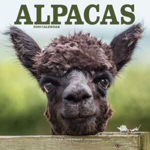 Alpacas Calendar 2020