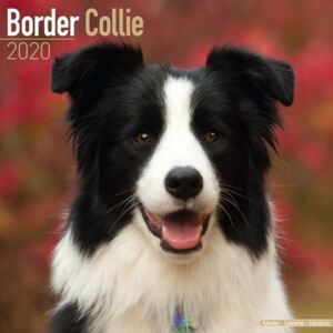 Border Collie Calendar 2020