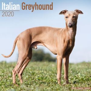 Italian Greyhound Calendar 2020