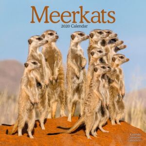 Meerkats Calendar 2020