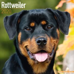 Rottweiler Calendar 2020
