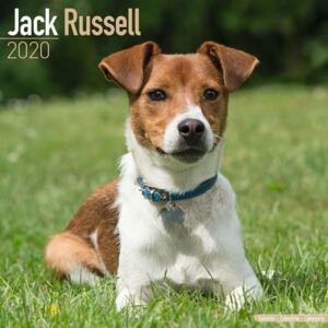 Jack Russell Calendar 2020