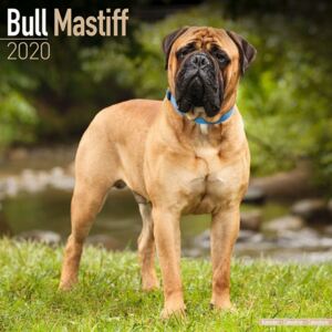 Bull Mastiff Calendar 2020