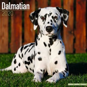 Dalmatian Calendar 2020