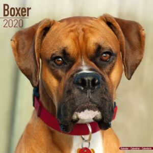 Boxer Calendar 2020
