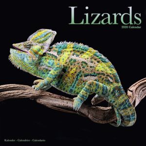 Lizards Calendar 2020