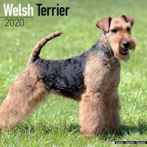 Welsh Terrier Calendar 2020