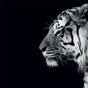 Nicolas Evariste - Panthera Tigris Tablou Canvas, (40 x 40 cm)