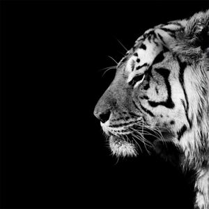 Nicolas Evariste - Panthera Tigris Tablou Canvas, (60 x 60 cm)
