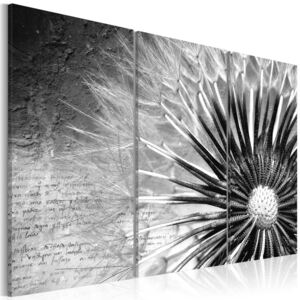 Tablou - pampeliška (černobílý) 60x40 cm