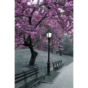 Central Park - blossom Poster, (61 x 91,5 cm)