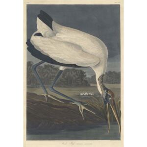 Wood Ibis, 1834 Reproducere, John James (after) Audubon