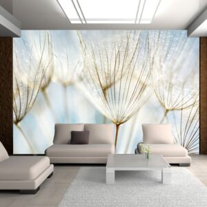 Fototapet Bimago - Abstract dandelion flower background 200x154 cm