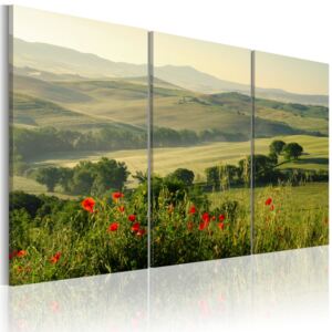 Tablou Bimago - Poppies On Tuscany Fields 60x40 cm