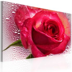 Tablou Bimago - Lady Rose 60x40 cm
