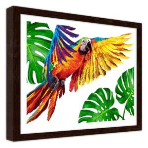 CARO Imagine în cadru - Colorful Parrots 50x40 cm Maro