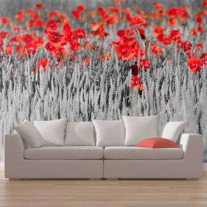 Fototapet Bimago - Red poppies on white and black background 450x270 cm