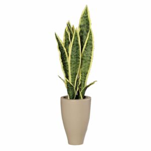 Plantă artificială Sanseveria în vas ceramic, 48 cm