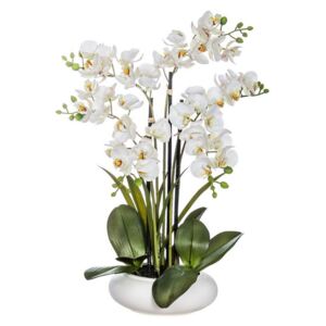 Orhidee Phalaenopsis albă în vas ceramic, aspect 100% natural, 51 cm