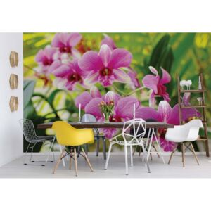 Fototapet - Pink Orchids Vliesová tapeta - 250x104 cm