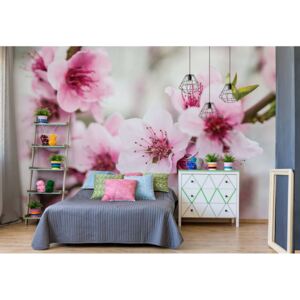 Fototapet - Cherry Blossom Flowers Vliesová tapeta - 254x184 cm