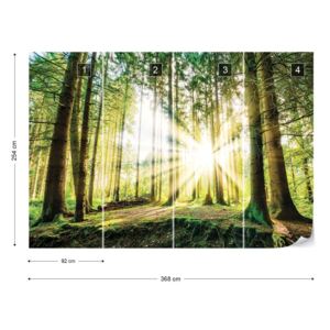 Fototapet GLIX - Sunrise Through The Forest Trees Papírová tapeta - 368x254 cm