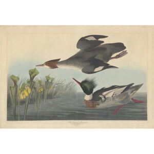 John James (after) Audubon - Red-breasted Merganser, 1838 Reproducere