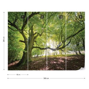 Fototapet GLIX - Green Tree In The Forest Papírová tapeta - 368x280 cm