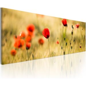Tablou - Spring poppies meadow 120x40 cm