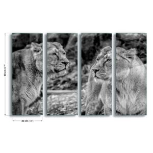 GLIX Tablou pe sticlă - Savannah Lionesses 4 x 30x80 cm