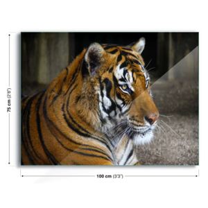 Tablou pe sticlă GLIX - Tiger Beauty 100x75 cm