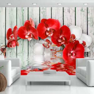 Bimago Fototapet - Ruby orchid 100x70 cm