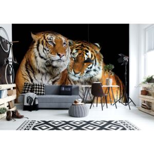 Fototapet GLIX - Loving Tigers + adeziv GRATUIT Tapet nețesute - 416x254 cm