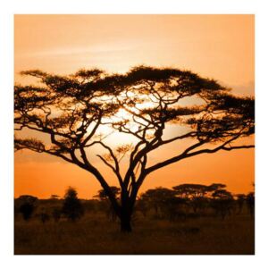Tablou cu savana africană (Modern tablou, K011462K3030)
