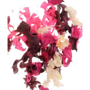 Plante decorative parfumate, trandafir