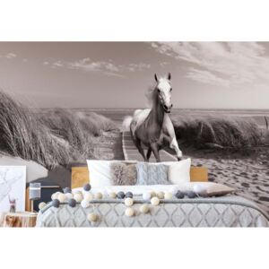 Fototapet GLIX - White Horse Beach + adeziv GRATUIT Tapet nețesute - 254x184 cm