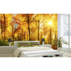 Foto tapet 3D Sunny Forest, Dimex, 5 fâșii, 375 x 250cm